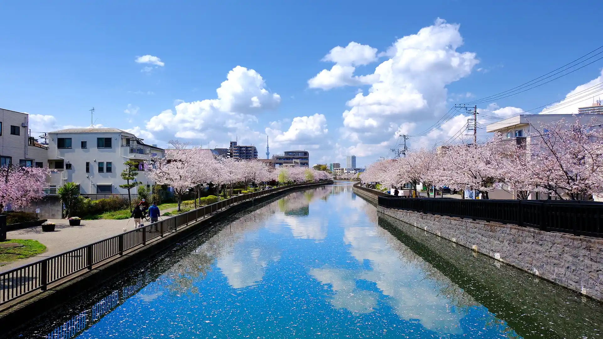 江戸川区　新川と満開の桜